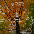 Grant Funded Google Campaign – Forests Ontario